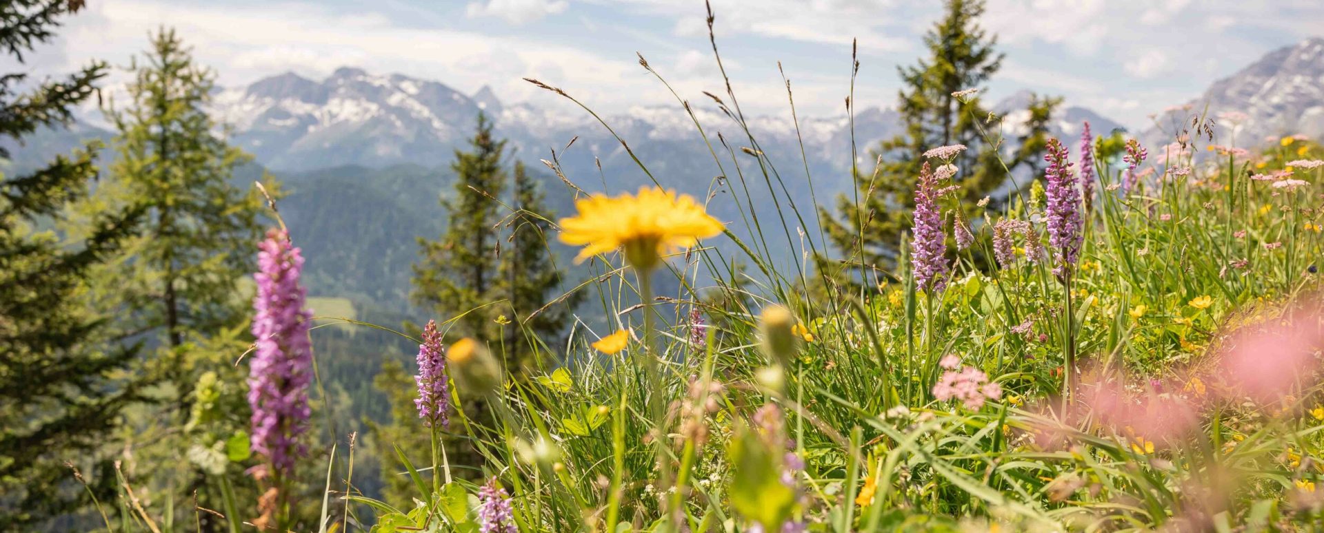 Bunte Wildblumen und grüne Gräser auf einer Wiese in den Bergen, im Hintergrund bewaldete Hügel und schneebedeckte Gipfel unter einem blauen Himmel mit Wolken.