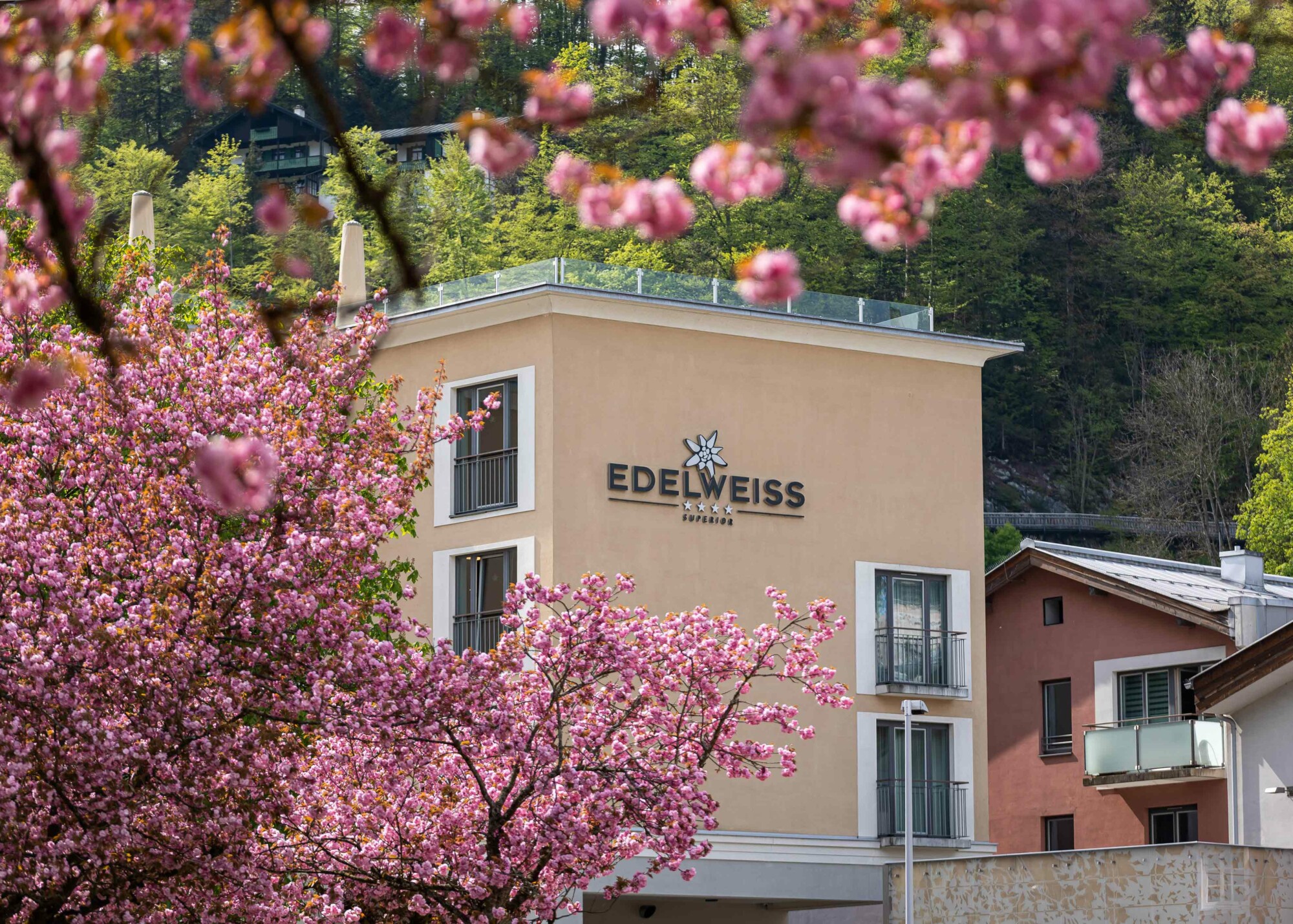 Das Hotel EDELWEISS in Berchtesgaden - frühlingshaft umgeben von wunderschönen Kirschblüten