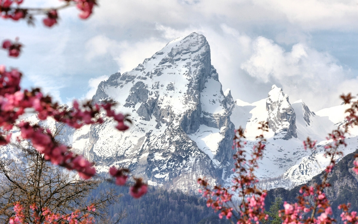“Mountain peaks in the background with snow-covered summits, framed by blooming cherry blossoms in the foreground under a partly cloudy sky.