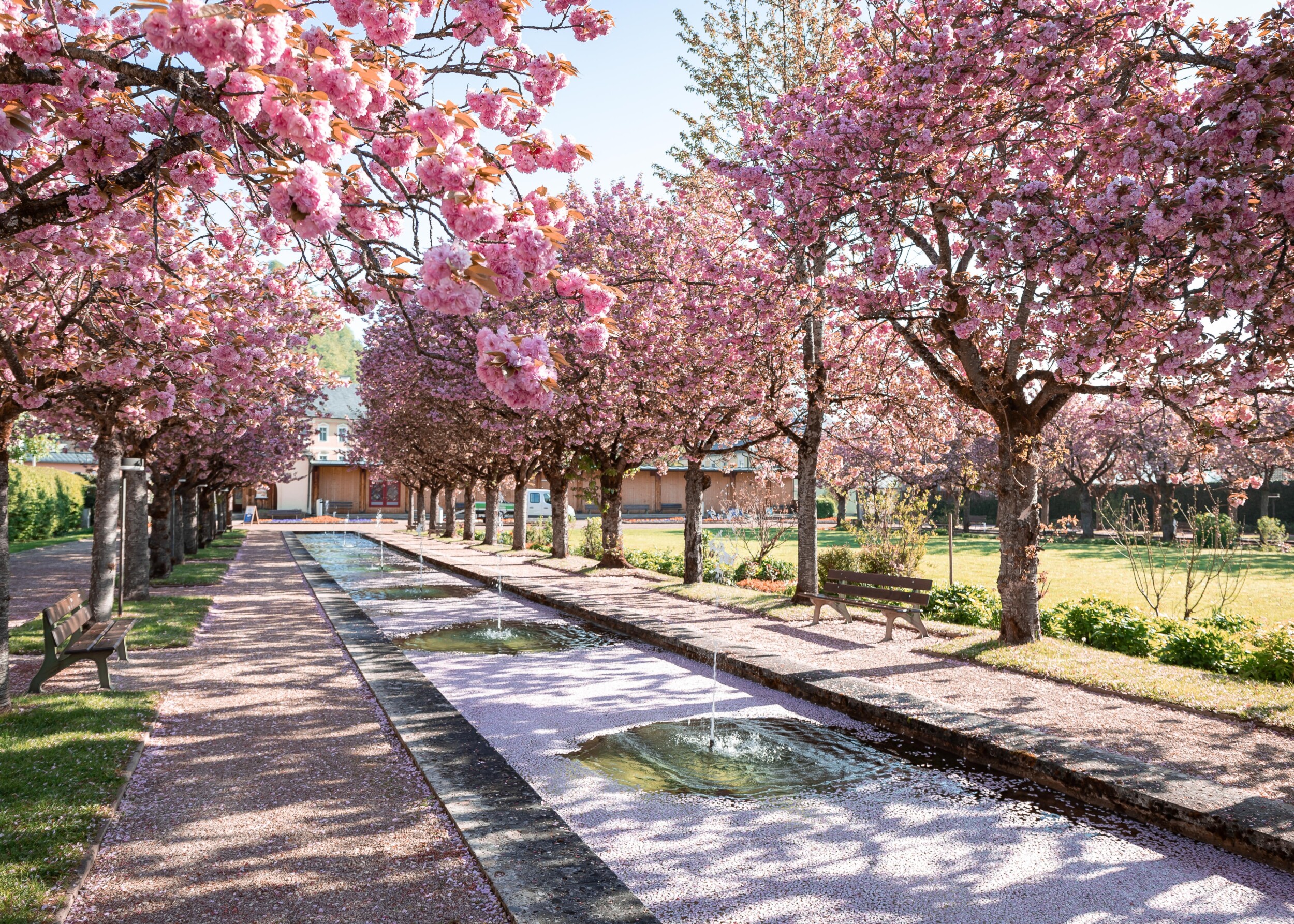Kirschblüten im Frühling im Kurpark Berchtesgaden – ruhige Atmosphäre für entspannte Spaziergänge